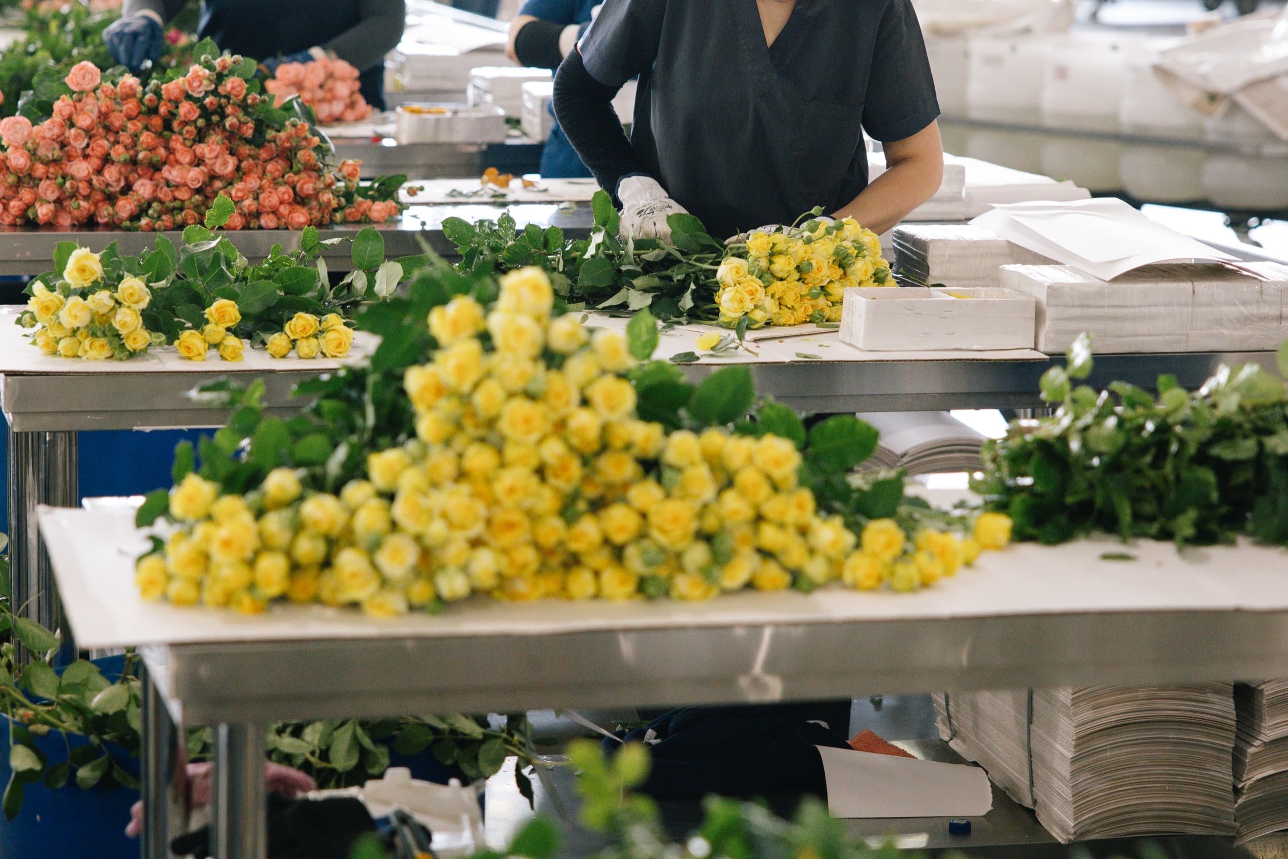 Grading and bunching spray roses in the sorting hall