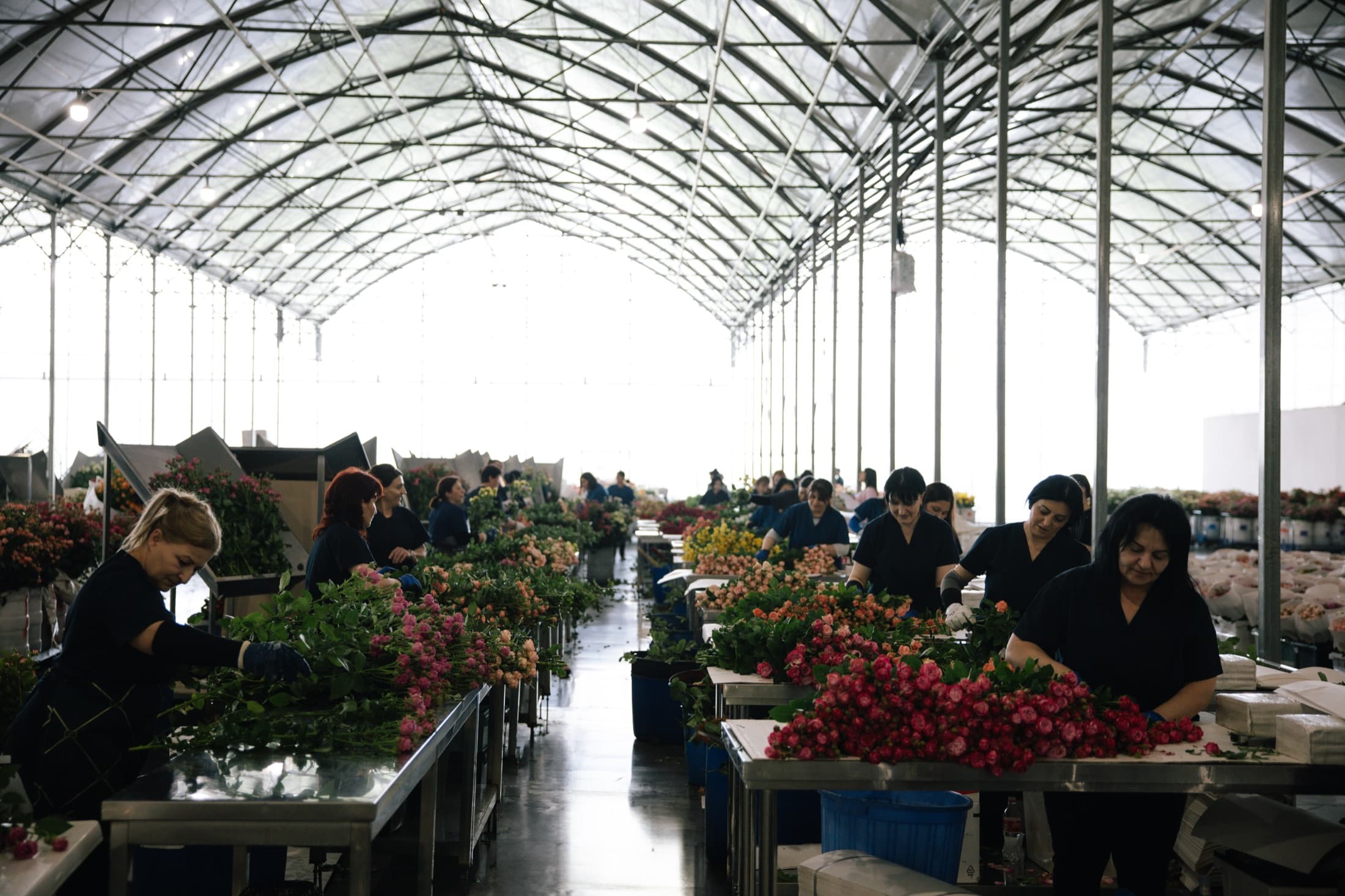 The RoseArt team among the rows