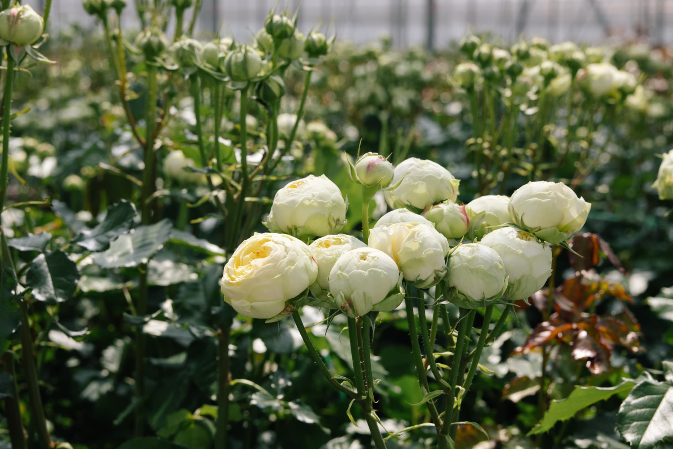 Single-head roses at 1,800 metres