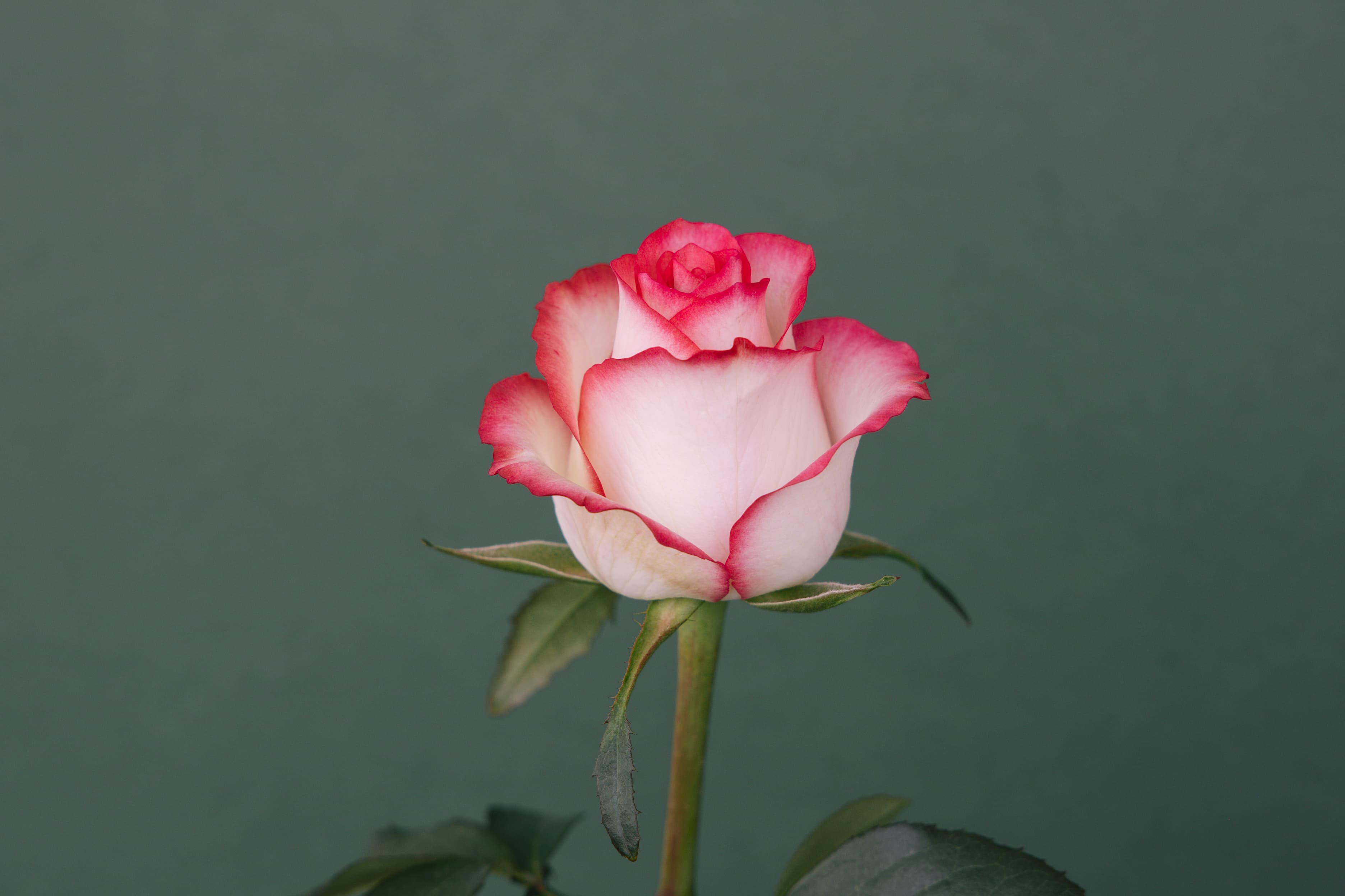 Pink single-head rose