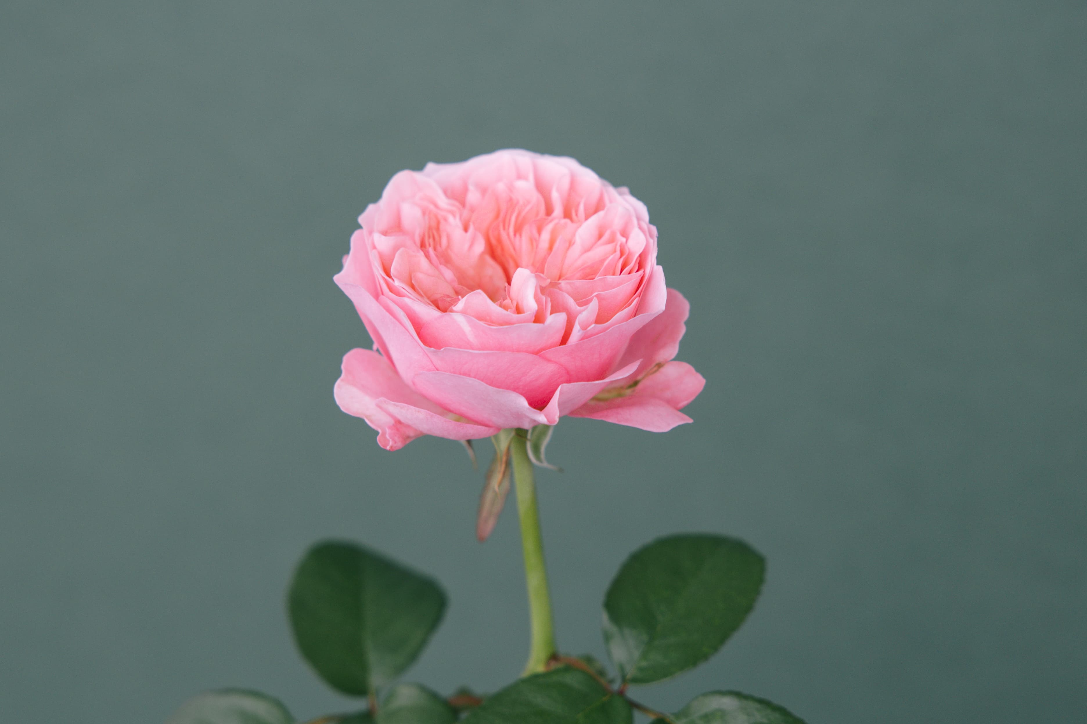Peach peony-style rose