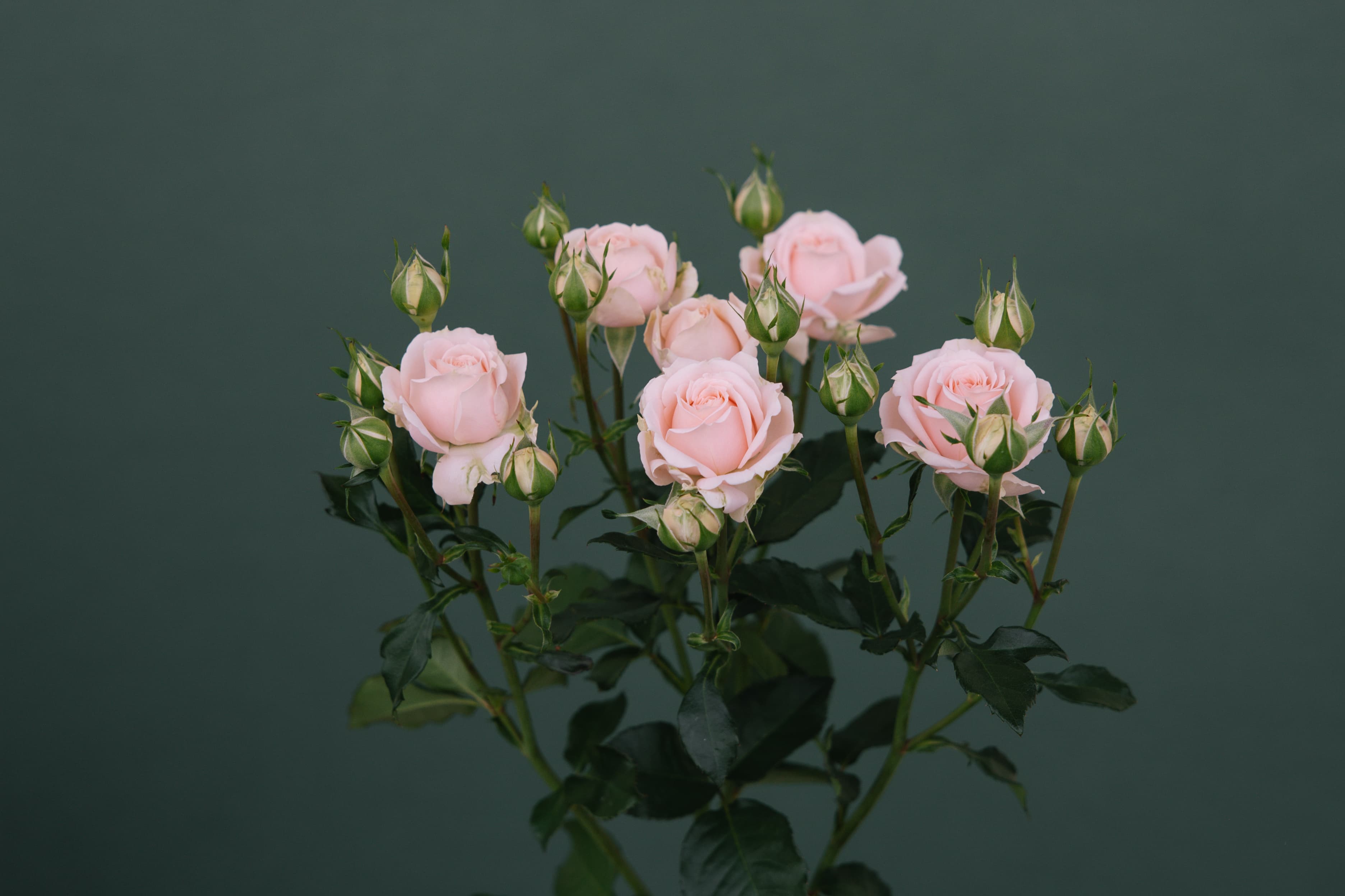 Blush spray rose