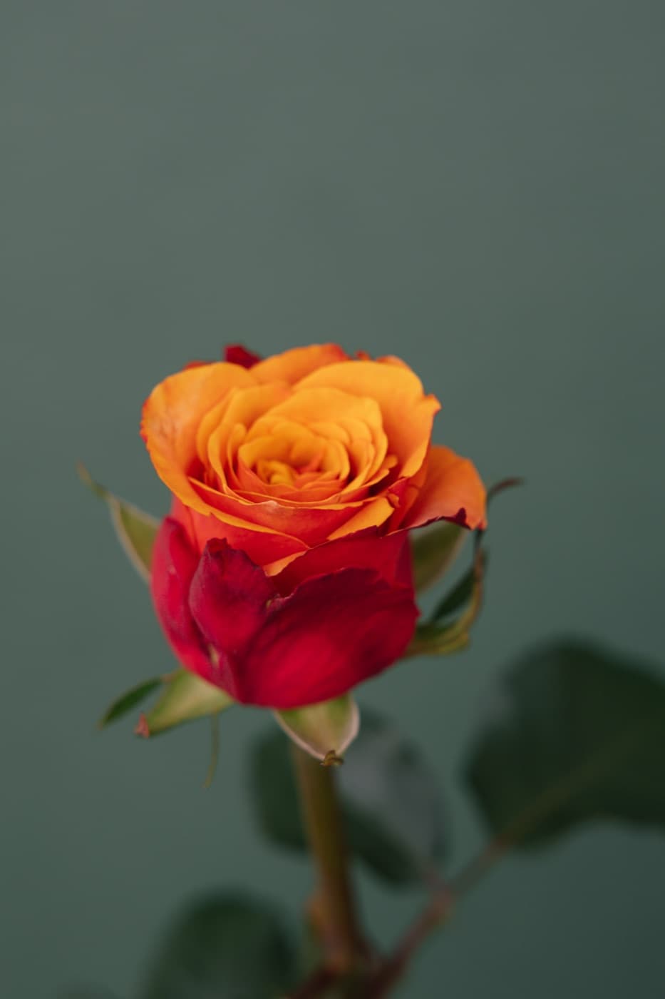 Ember